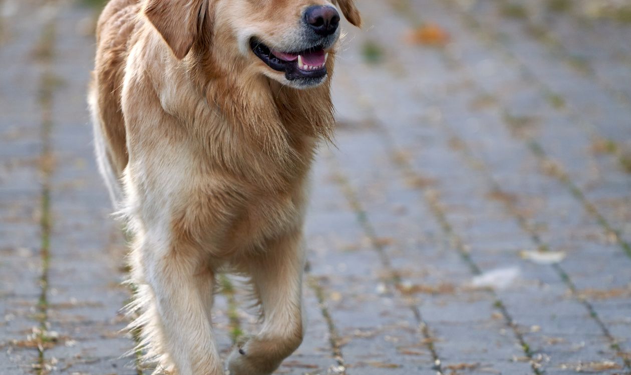 Golden retriever walking down a leaf covered street in autumn