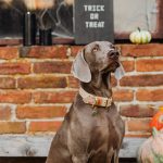 Dog sitting beside Halloween pumpkins and decorations
