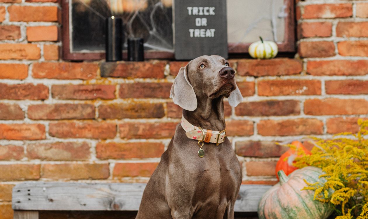 Dog sitting beside Halloween pumpkins and decorations