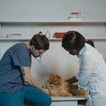 veterinarian listening to a Pomeranian's chest with a stethoscope during a clinic exam