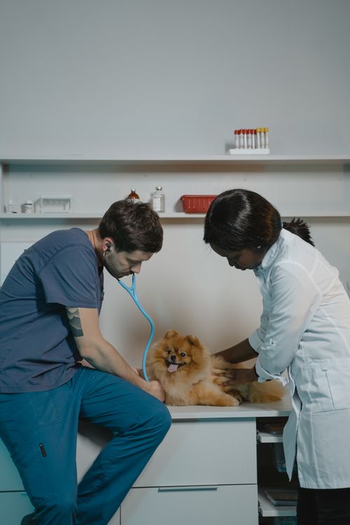 veterinarian listening to a Pomeranian's chest with a stethoscope during a clinic exam