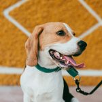 beagle dog with a green collar on a leash against a yellow wall
