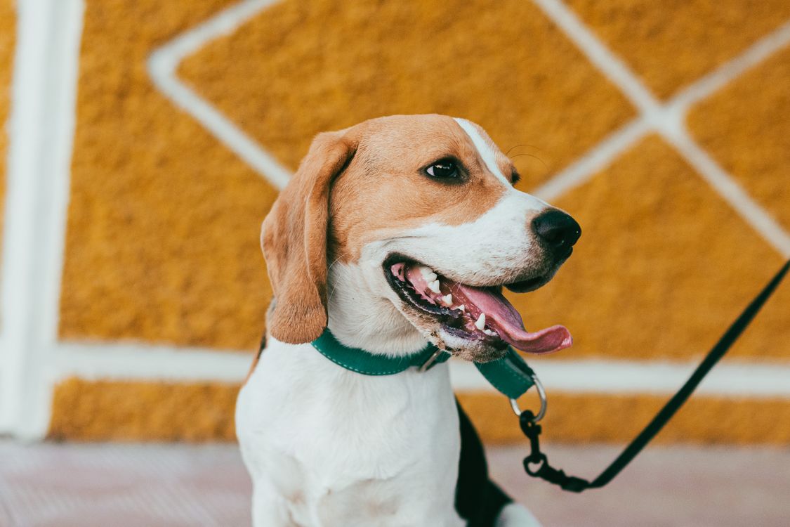 beagle dog with a green collar on a leash against a yellow wall
