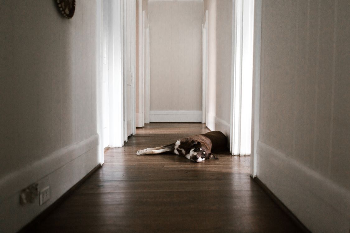 brown and white dog lying in a wooden hallway, blocking the way