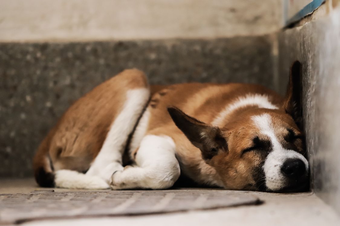 brown dog asleep flat out on a bare concrete floor
