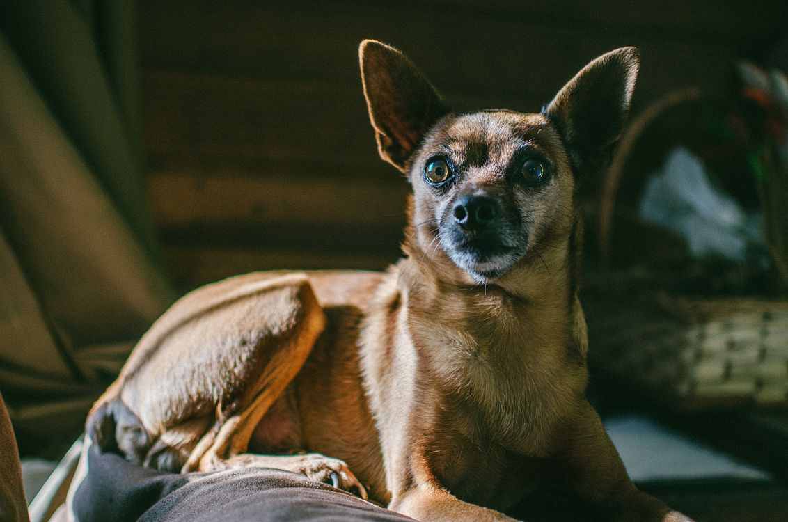 small brown dog staring intently from the floor of a dim room