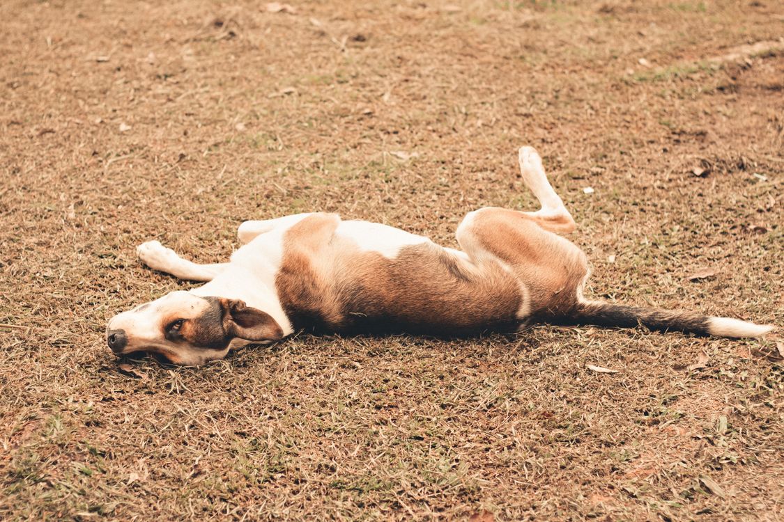 dog lying upside down on a grassy field, belly up and legs in the air