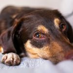 brown dog stretched out on a couch cushion in a living room