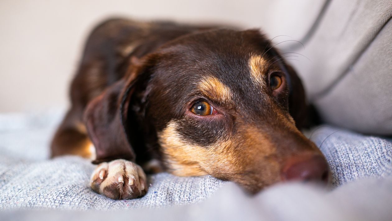 brown dog stretched out on a couch cushion in a living room