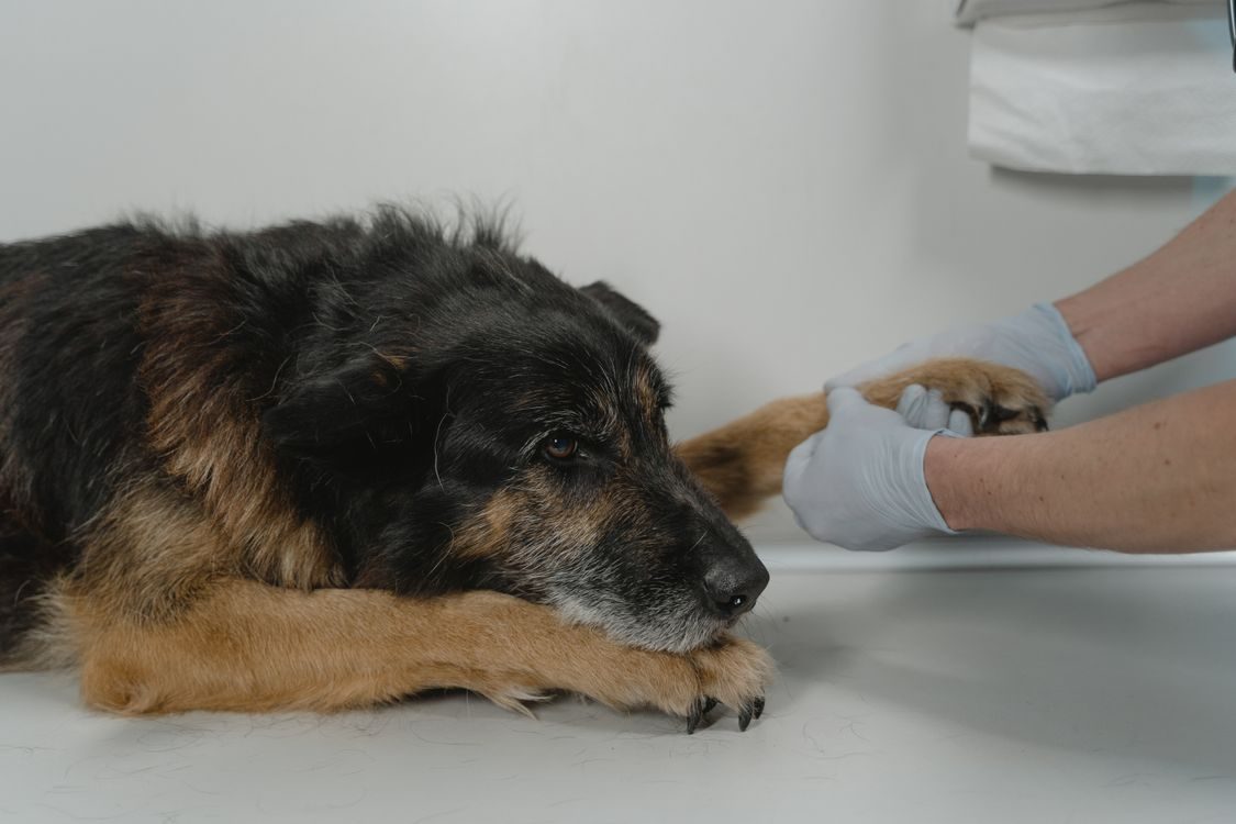 veterinarian's hands examining a dog's front paw on an exam table