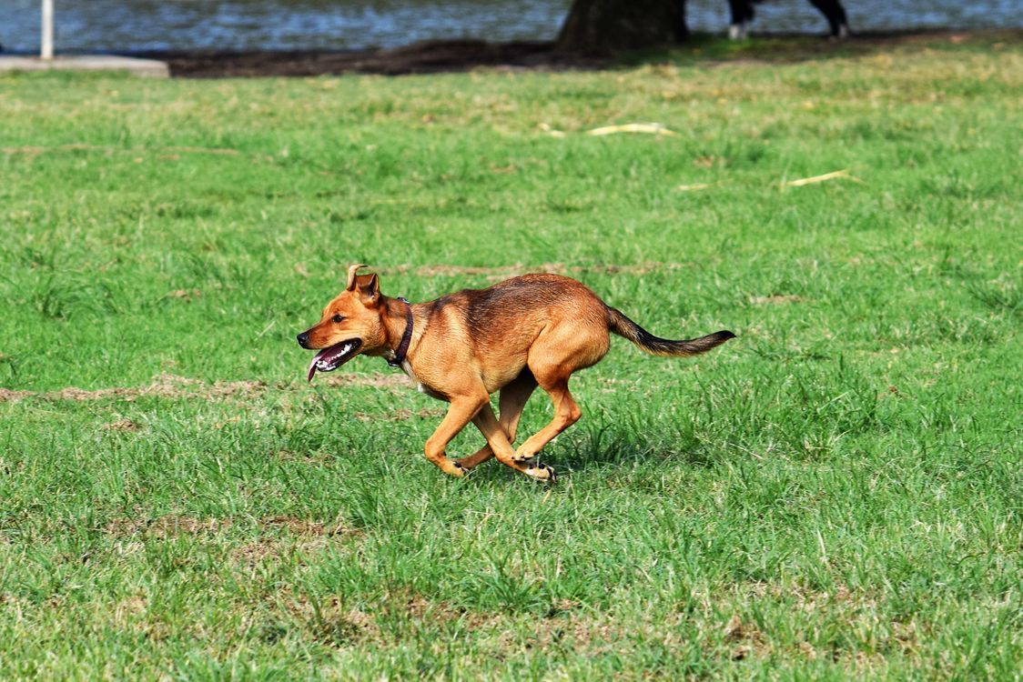 brown dog sprinting at full speed across a green back yard
