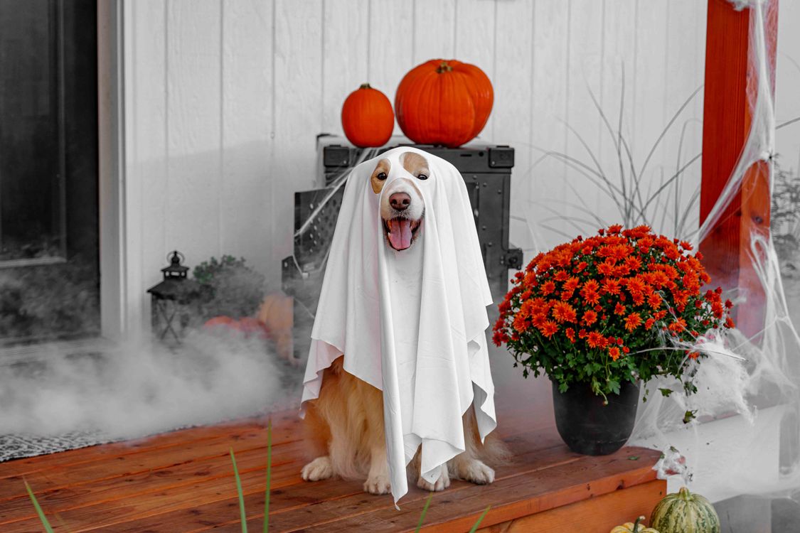 dog in a ghost costume on a decorated porch with pumpkins