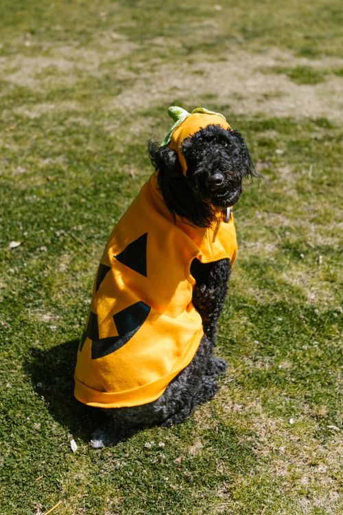 black poodle dressed in a pumpkin costume sitting on a grassy lawn