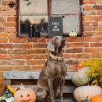 dog sitting among pumpkins and Halloween decorations in front of a brick wall