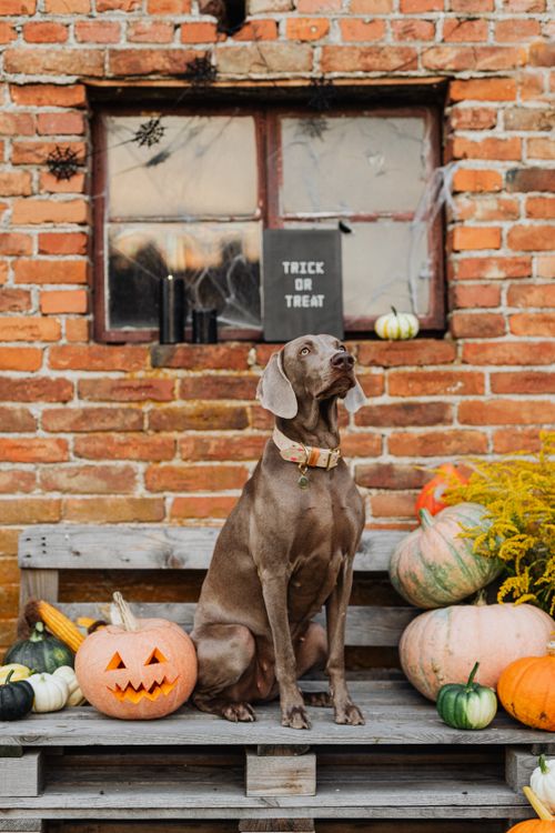 dog sitting among pumpkins and Halloween decorations in front of a brick wall