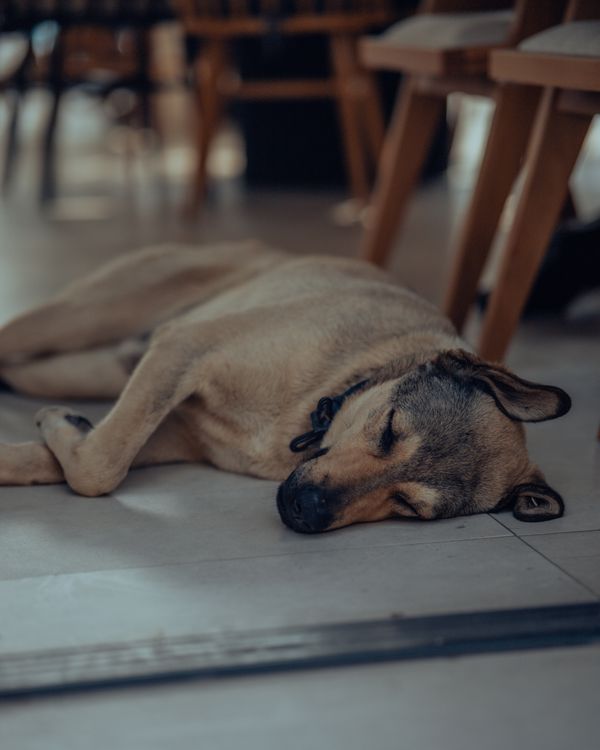 dog asleep on a wooden floor in a cozy living room with chairs around it