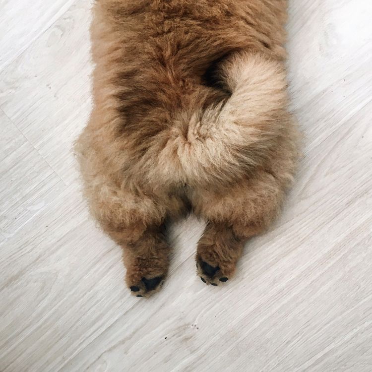 fluffy brown dog relaxing on a wooden floor indoors, seen from above