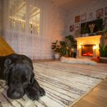 black labrador retriever lying on a cozy rug in a warm living room beside a fireplace