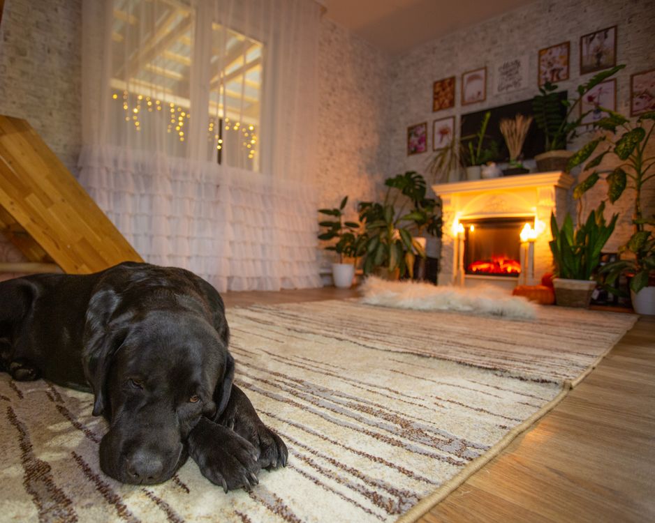 black labrador retriever lying on a cozy rug in a warm living room beside a fireplace