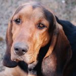 Black and tan coonhound in a close-up portrait outdoors