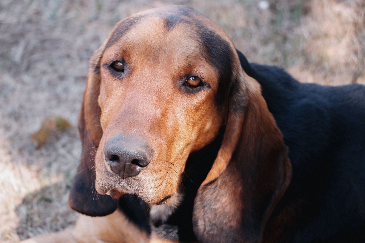 Black and tan coonhound in a close-up portrait outdoors