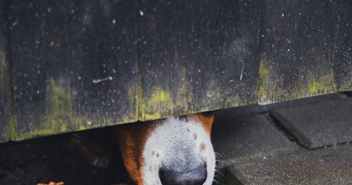 A dog nose poking under the slats of a wooden gate