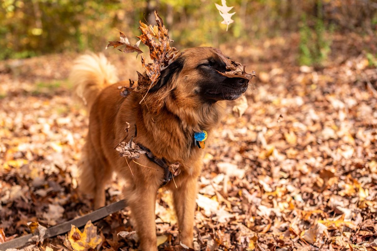 dog covered in dry autumn leaves after rolling through a leaf pile