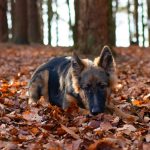 german shepherd mix lying on a bed of fallen autumn leaves in a forest