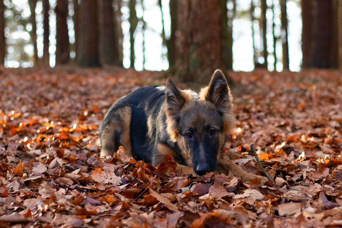 german shepherd mix lying on a bed of fallen autumn leaves in a forest