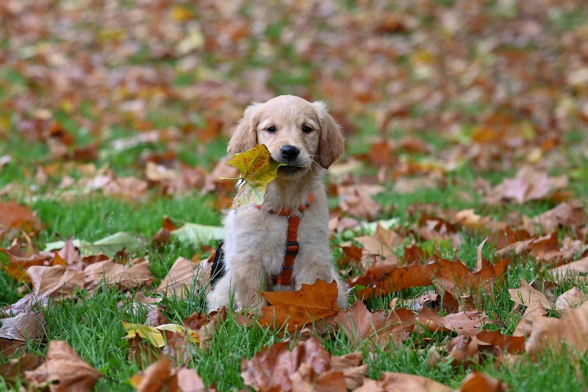 dog carrying a single autumn leaf in its mouth on a fall walk