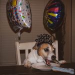 dog in a party hat eating birthday cookies beside balloons and a cake