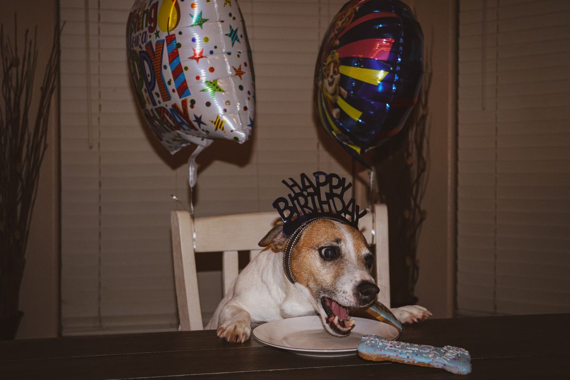 dog in a party hat eating birthday cookies beside balloons and a cake