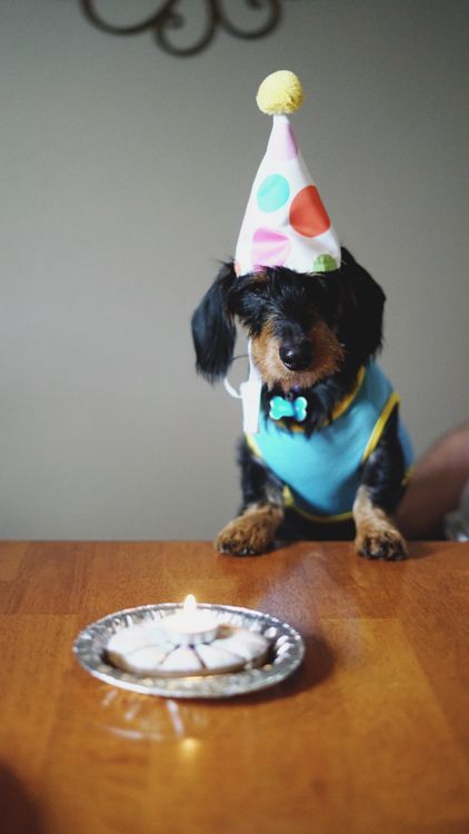 dog wearing a party hat sitting beside birthday treats on a table