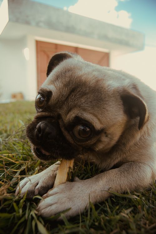 pug chewing a bone on the grass outdoors