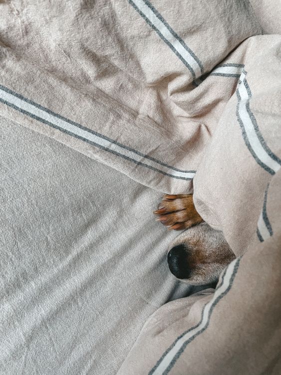 dog nose and paw peeking out from under a soft blanket