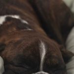 boxer dog sleeping peacefully on a cozy bed indoors