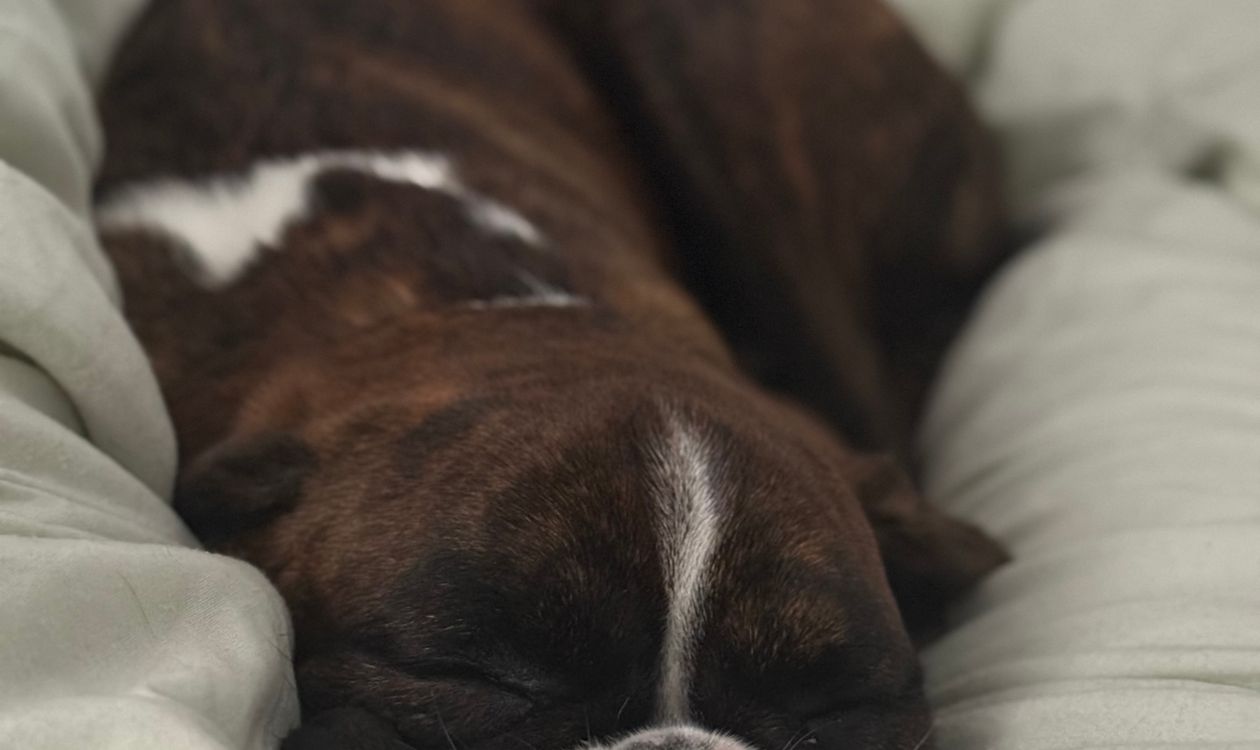 boxer dog sleeping peacefully on a cozy bed indoors