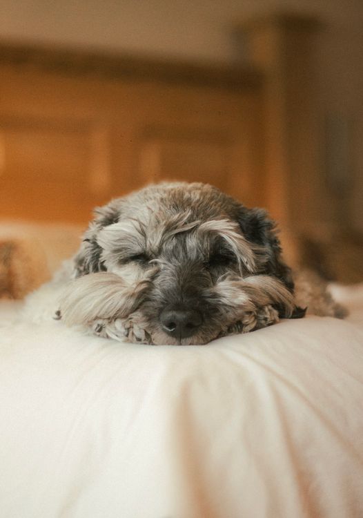 fluffy dog resting on a bed with a wooden headboard
