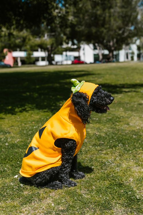 black labradoodle wearing a pumpkin costume sitting on grass