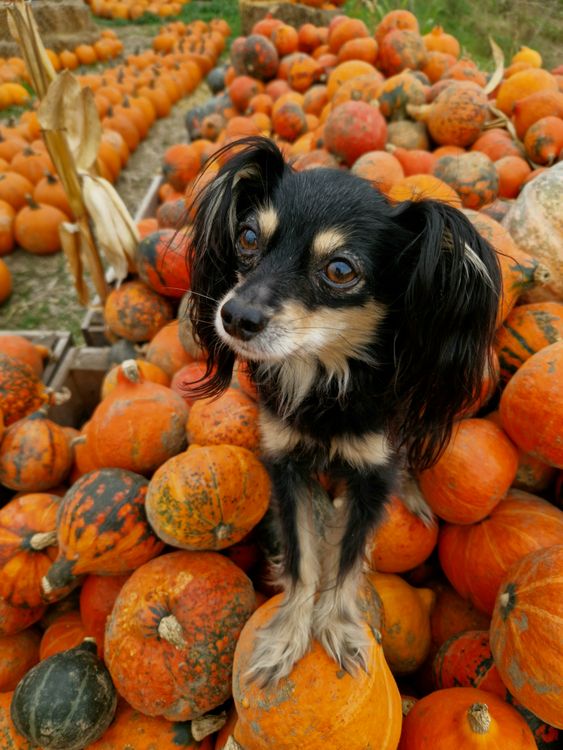 small dog sitting on top of a pile of pumpkins outdoors