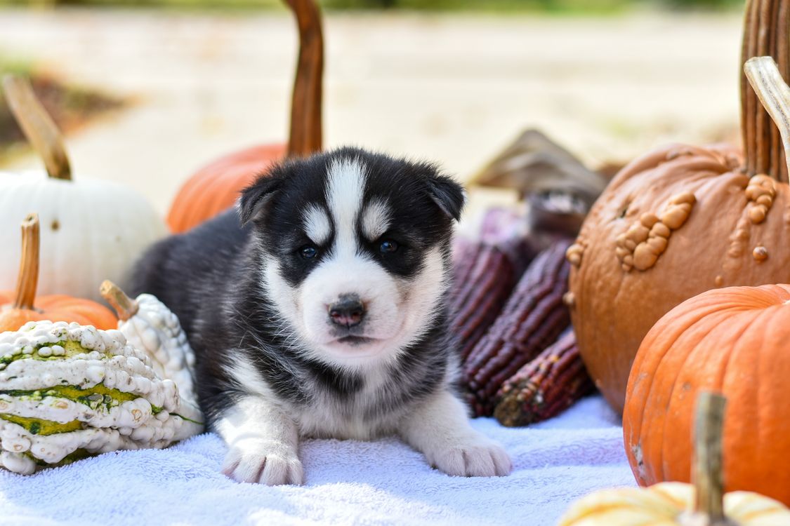 husky puppy lying among colorful pumpkins and gourds