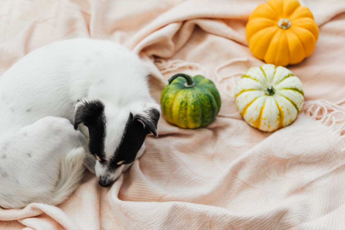 small dog sleeping on a blanket beside three colorful pumpkins
