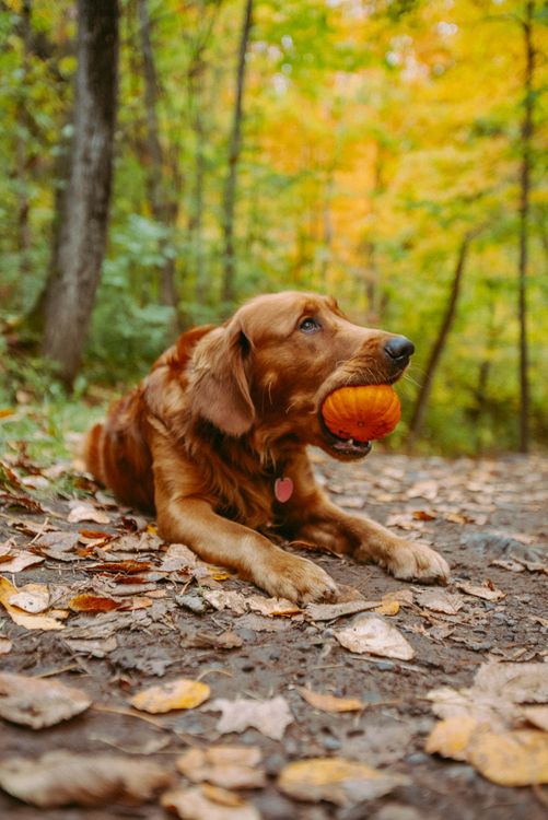 golden retriever lying in autumn leaves and biting a pumpkin