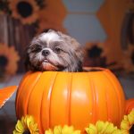 shih tzu dog peeping out of a carved pumpkin surrounded by sunflowers