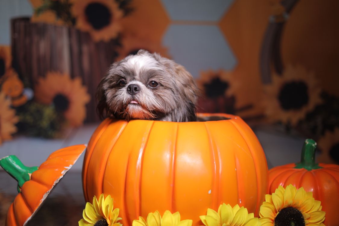 shih tzu dog peeping out of a carved pumpkin surrounded by sunflowers
