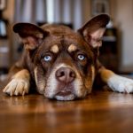 brown cattle dog mix lying flat on a wooden floor, staring with bright blue eyes