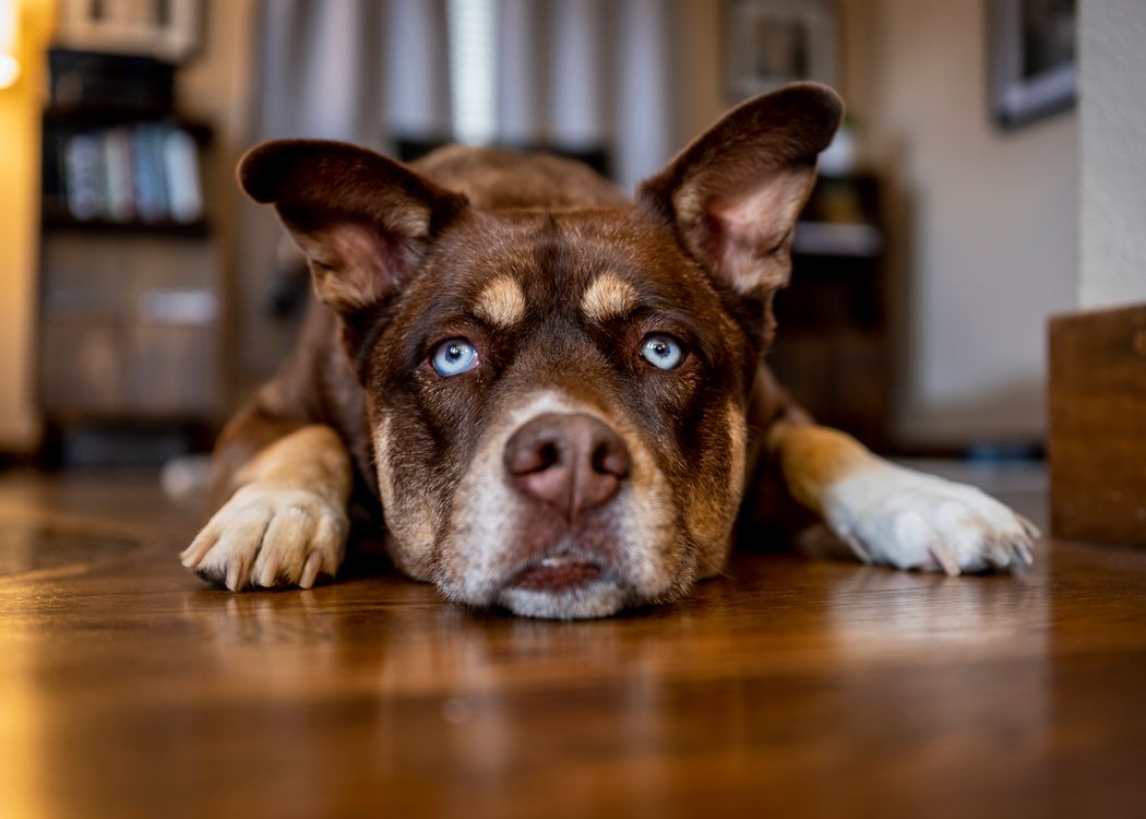 brown cattle dog mix lying flat on a wooden floor, staring with bright blue eyes