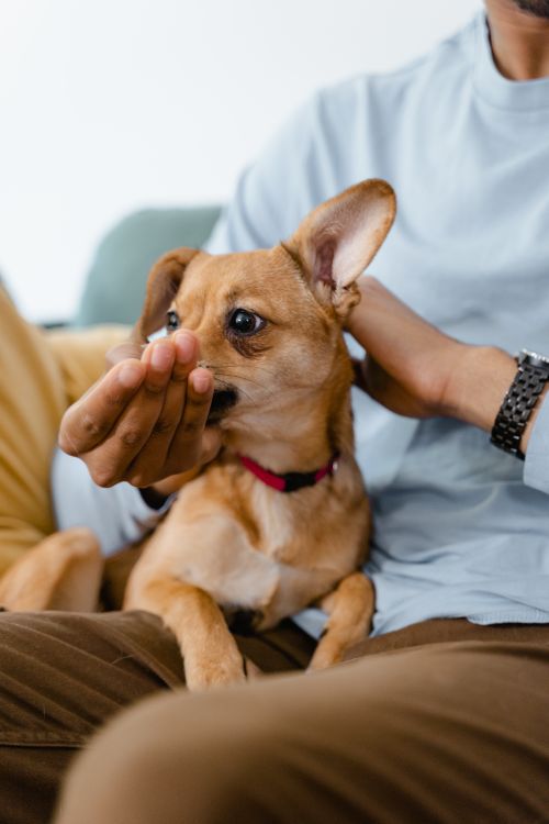 Small chihuahua sitting on a man’s lap on a leather chair