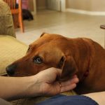 Brown dog resting its head on a person's open hand indoors