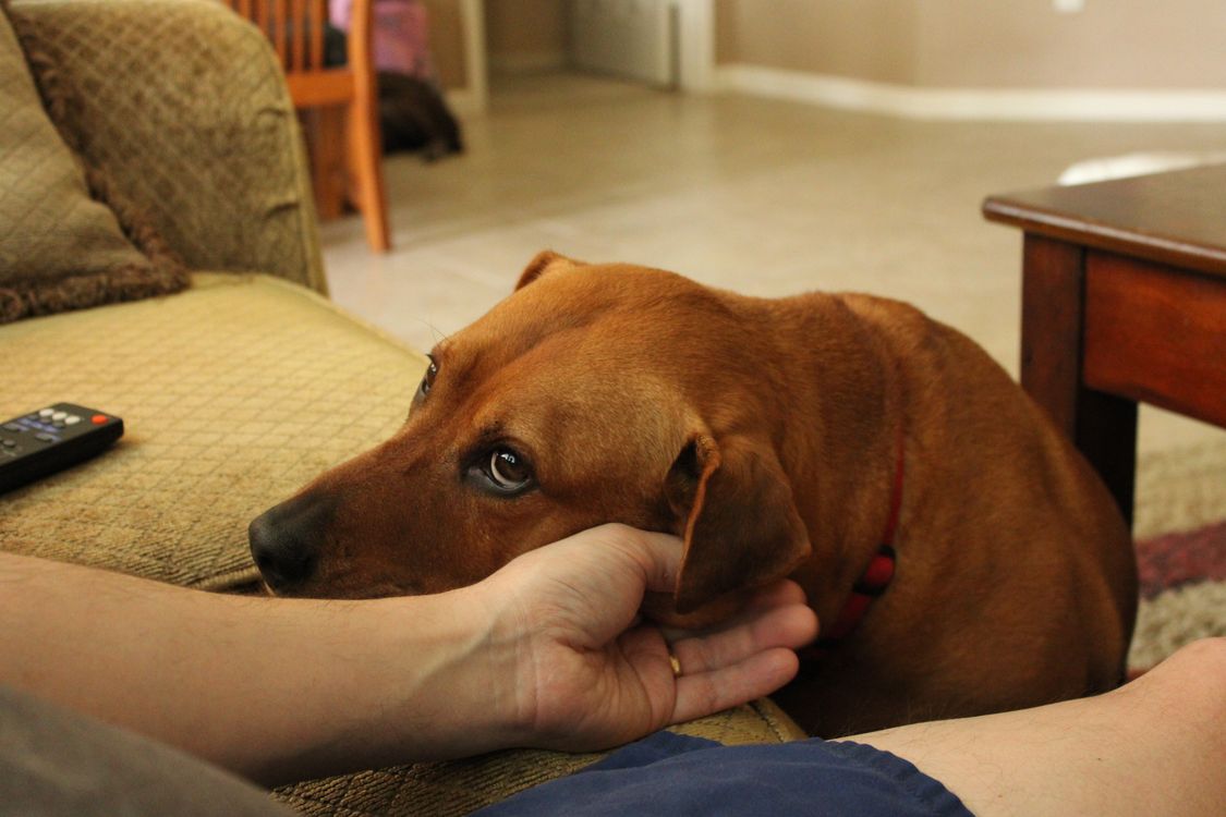 Brown dog resting its head on a person's open hand indoors